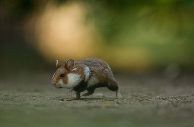 GDT Nature Photographer of the Year 2013