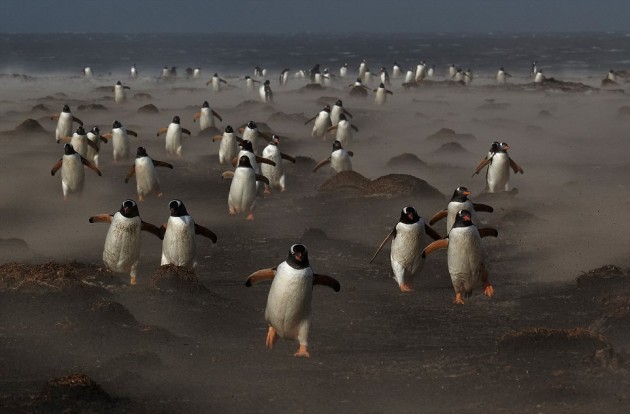 GDT Nature Photographer of the Year 2013