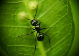 ant