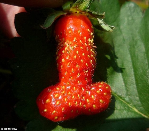 penis2