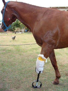 horse